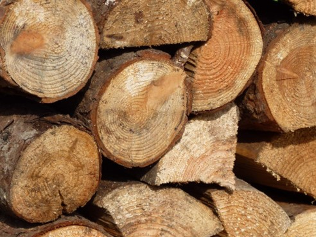 Avviso - Richiesta legna di conifere da macero per fini domestici